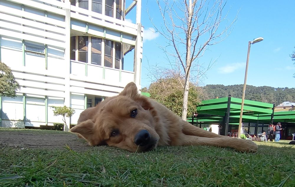 De la calle a tu casa: la importancia de la adopción animal