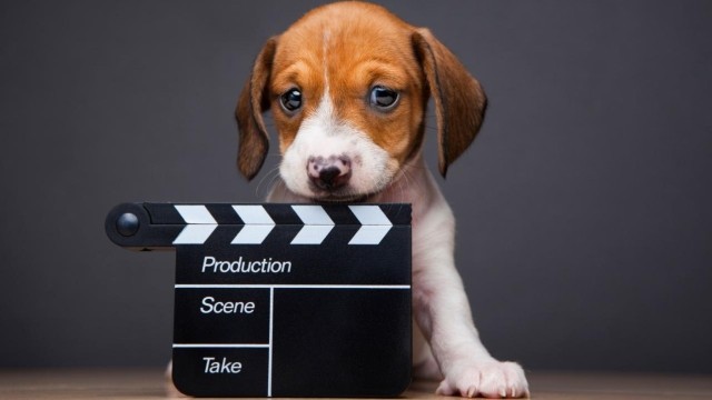 10 perros que dejaron huella en el cine