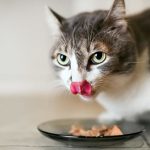 10 de los mejores alimentos para tu gato<div class="yasr-vv-stars-title-container"><div class='yasr-stars-title yasr-rater-stars'
                          id='yasr-visitor-votes-readonly-rater-b6ee4ca68a7dd'
                          data-rating='0'
                          data-rater-starsize='16'
                          data-rater-postid='228'
                          data-rater-readonly='true'
                          data-readonly-attribute='true'
                      ></div><span class='yasr-stars-title-average'>0 (0)</span></div>