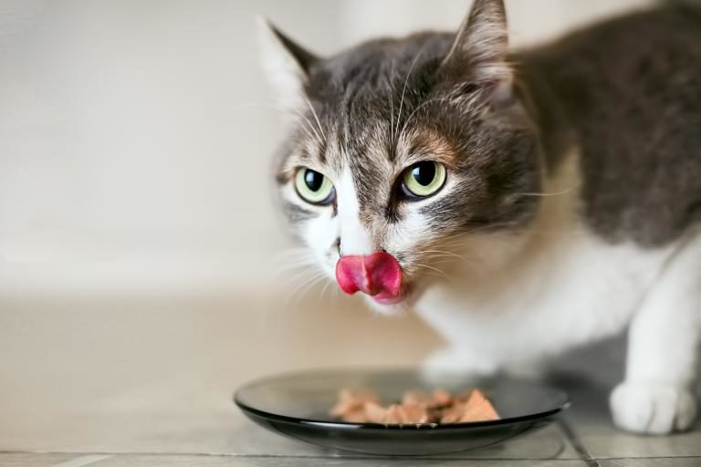 10 de los mejores alimentos para tu gato