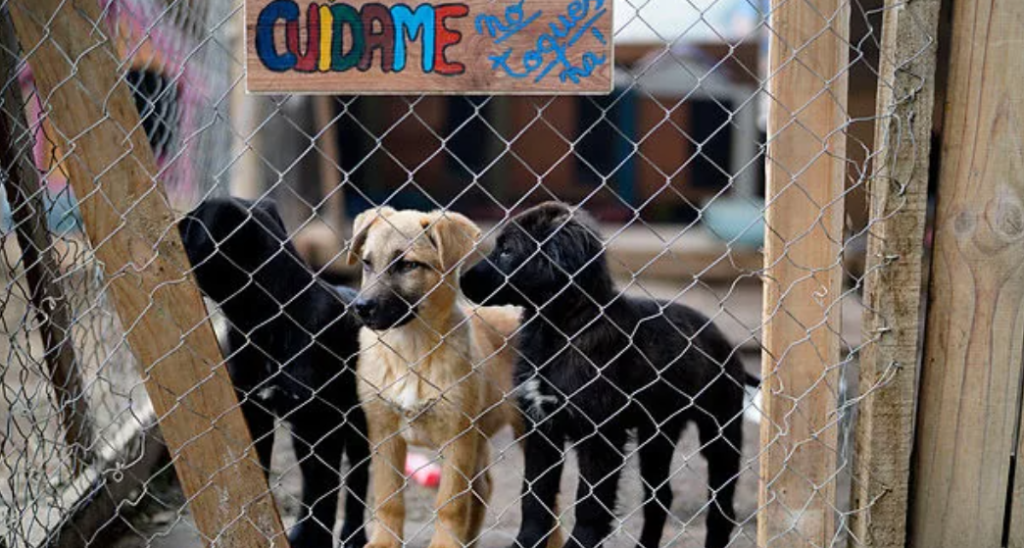 Regiones donde se adoptan más mascotas en Chile