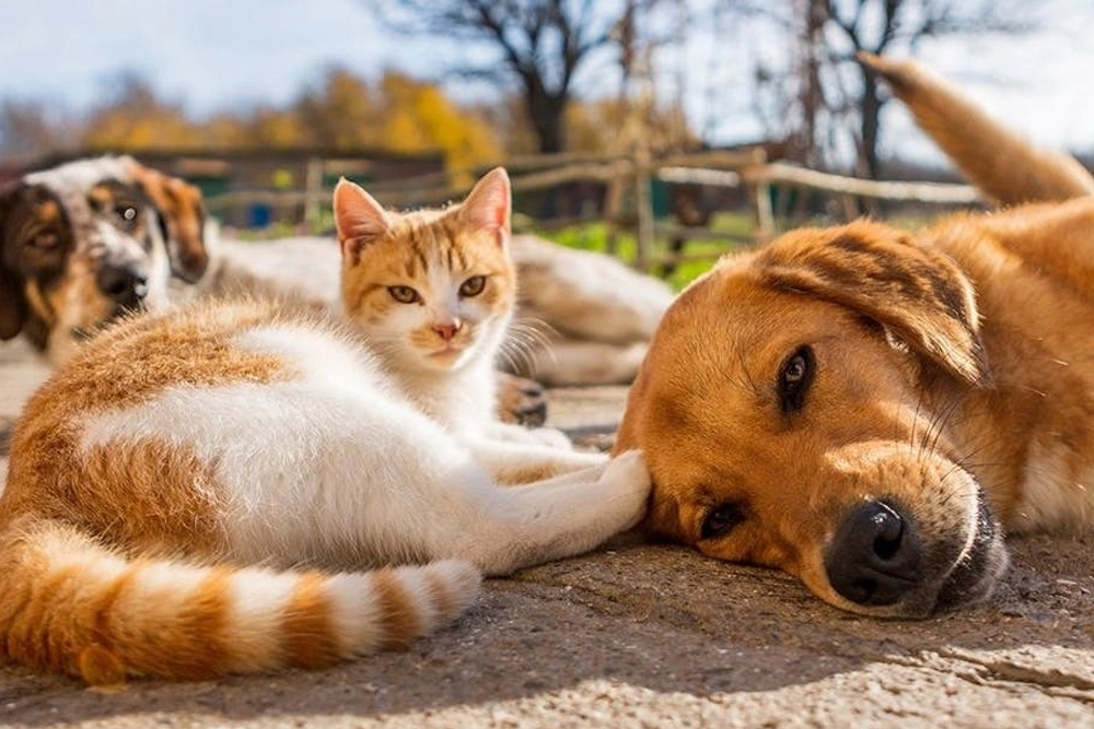 Aumento de temperaturas en Concepción: consejos para el bienestar de tu mascota en verano 