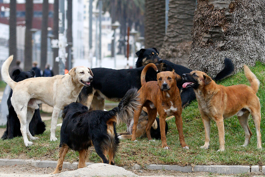 Jauría de perros