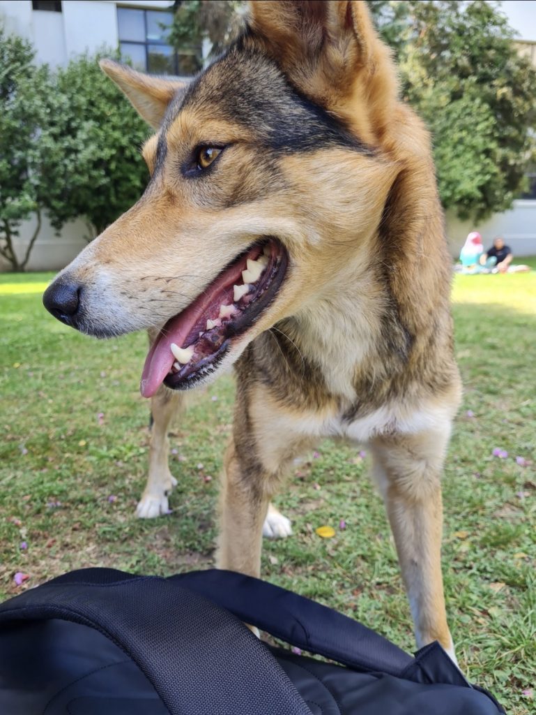 Los potenciales beneficios del cuidado de animales callejeros en la economía