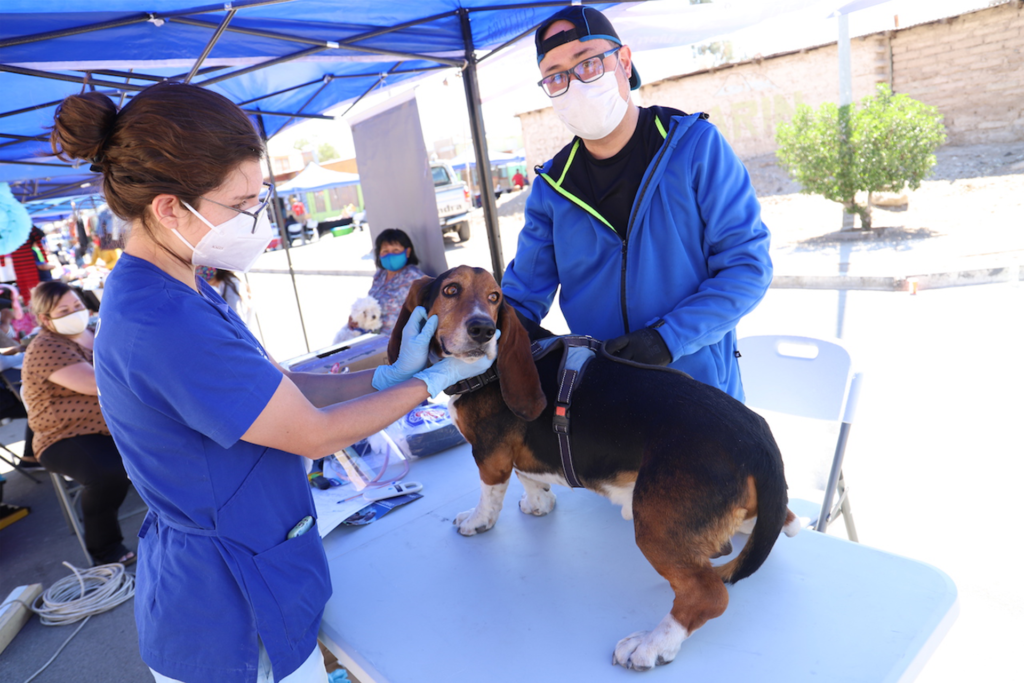 Operativos veterinarios móviles: una gran ayuda