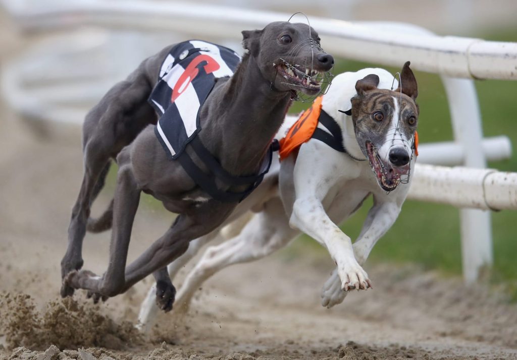 Carreras de galgos: ¿tradición o maltrato?