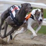 Carreras de galgos: ¿tradición o maltrato?<div class="yasr-vv-stars-title-container"><div class='yasr-stars-title yasr-rater-stars'
                          id='yasr-visitor-votes-readonly-rater-0886d07d46439'
                          data-rating='5'
                          data-rater-starsize='16'
                          data-rater-postid='538'
                          data-rater-readonly='true'
                          data-readonly-attribute='true'
                      ></div><span class='yasr-stars-title-average'>5 (1)</span></div>